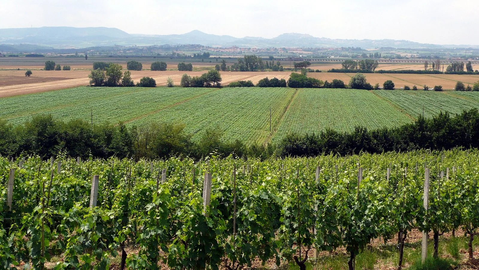 Filari di vigneto a Valiano, nel territorio di Montepulciano, con la campagna e le colline sullo sfondo